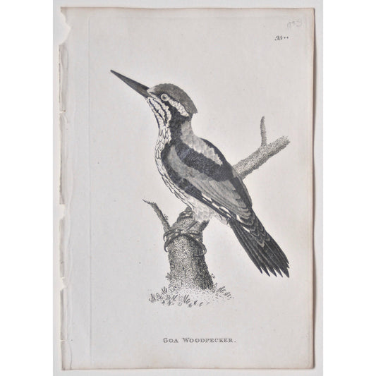 Goa Woodpecker.  (B7-76)