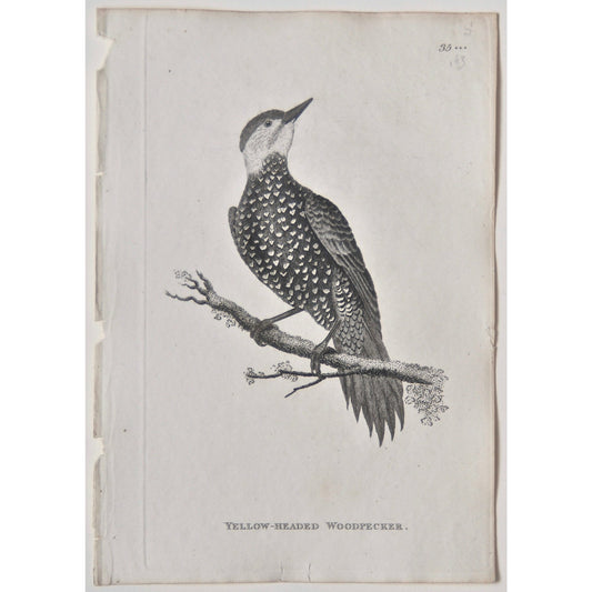 Yellow-Headed Woodpecker.  (B7-77)