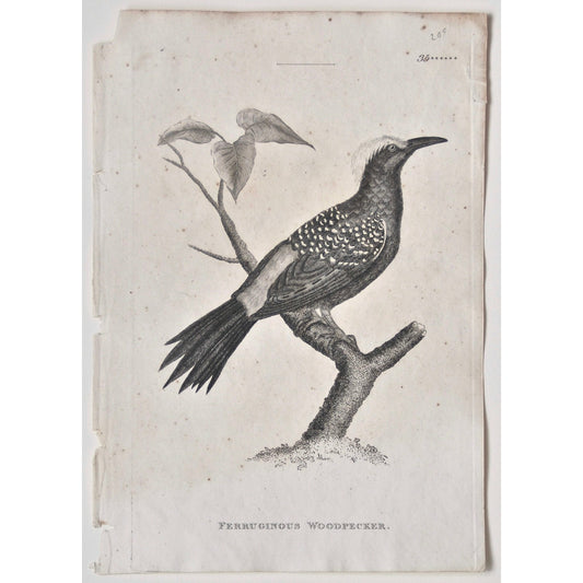 Ferruginous Woodpecker.  (B7-80)