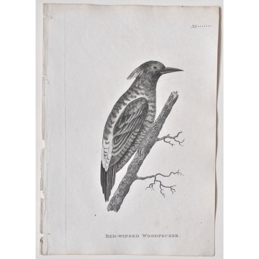 Red-Winged Woodpecker.  (B7-81)