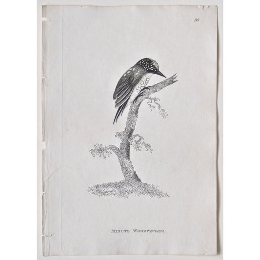 Minute Woodpecker.  (B7-82)
