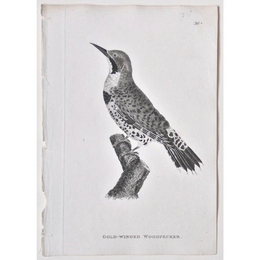Gold-Winged Woodpecker.  (B7-83)