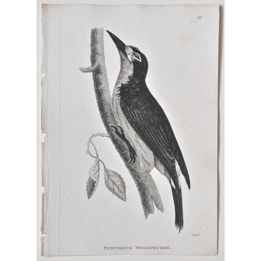 Portorico Woodpecker.  (B7-84)