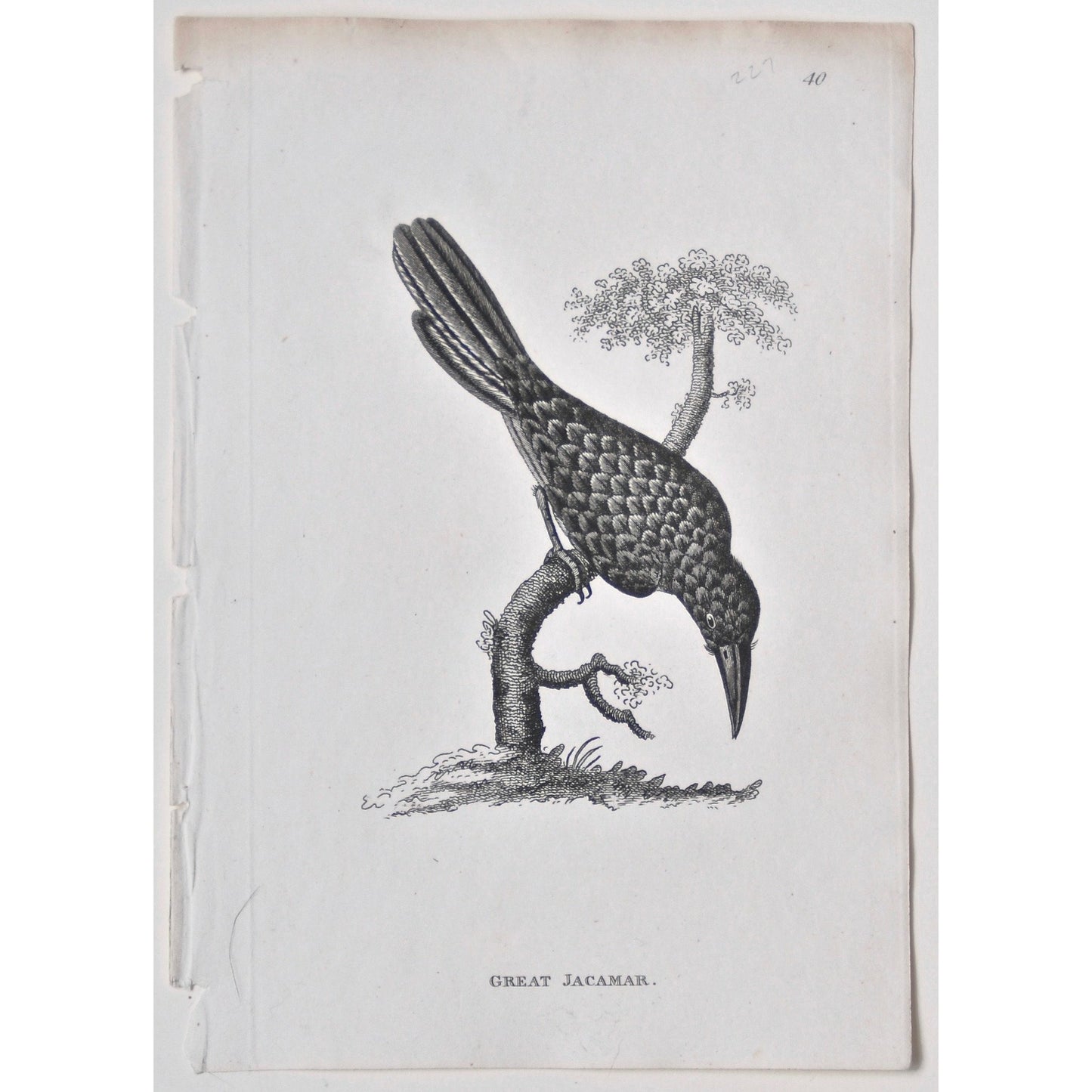 Great Jacamar. (B7-86)