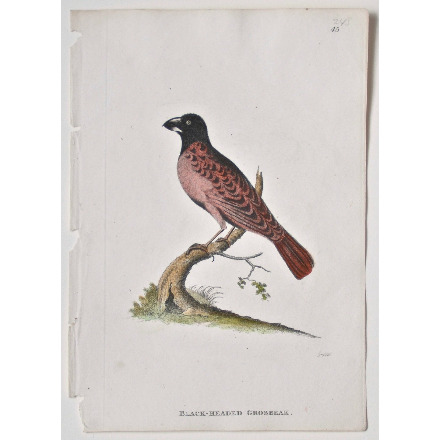 Black-Headed Grosbeak. (B7-87)