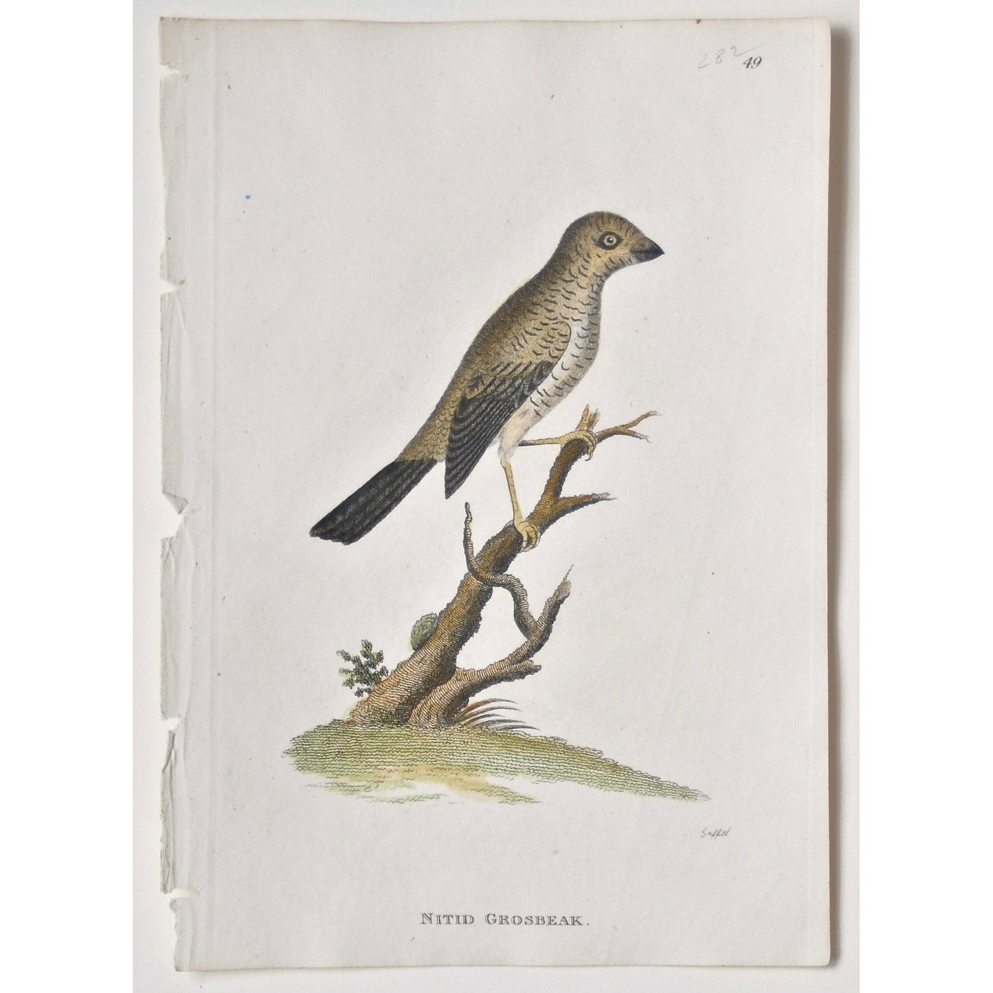 Nitid Grosbeak. (B7-88)