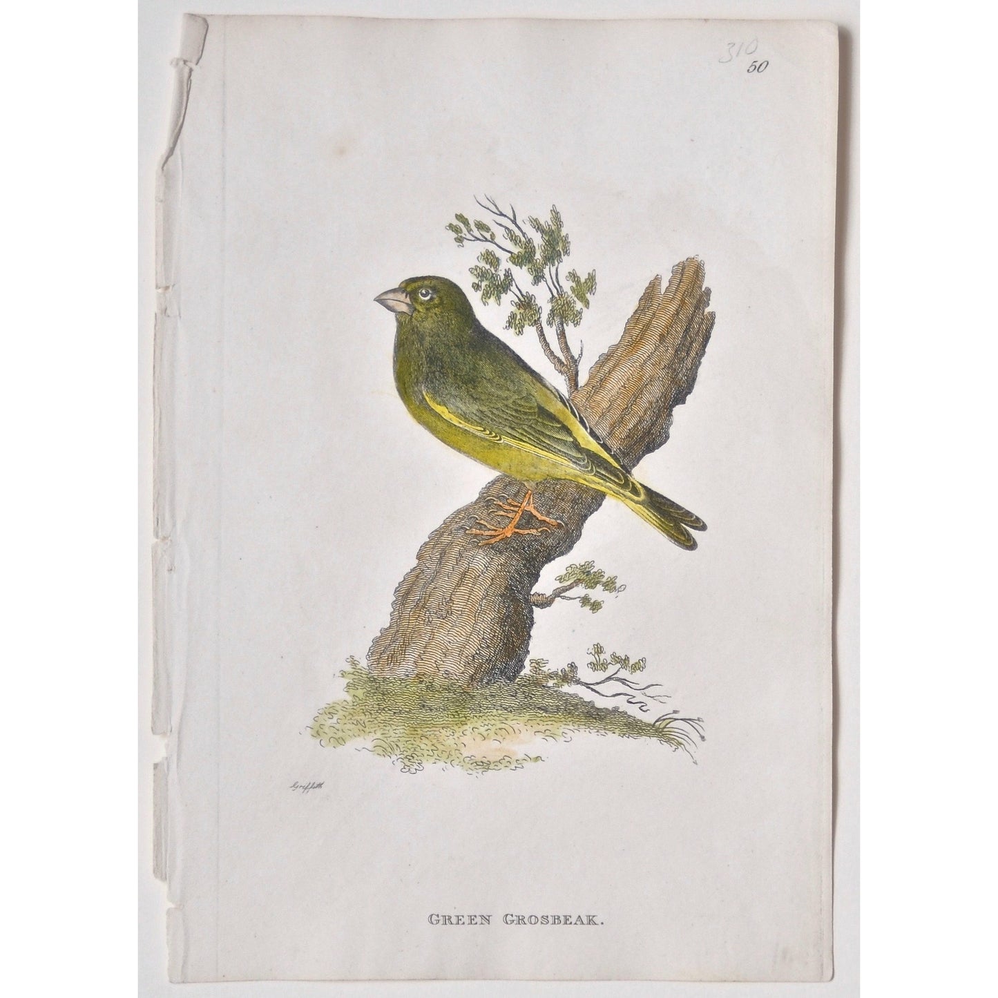 Green Grosbeak. (B7-89)