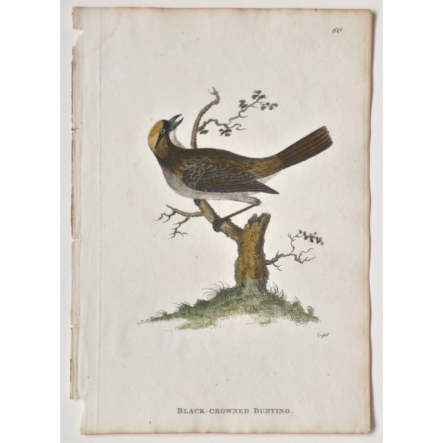 Black-Crowned Bunting. (B7-90)