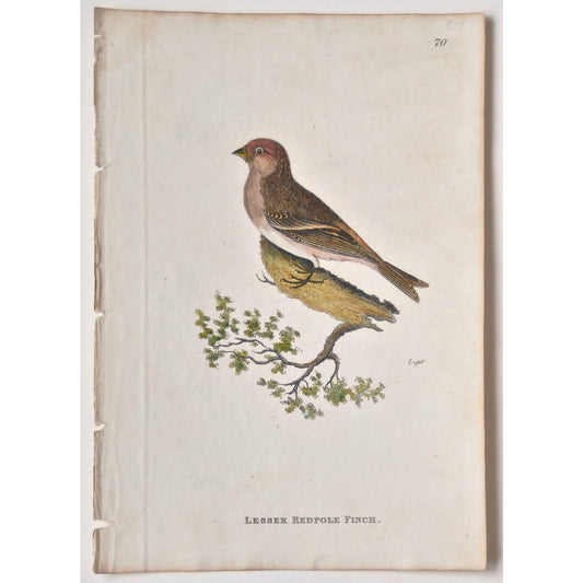 Lesser Redpole Finch.  (B7-93)