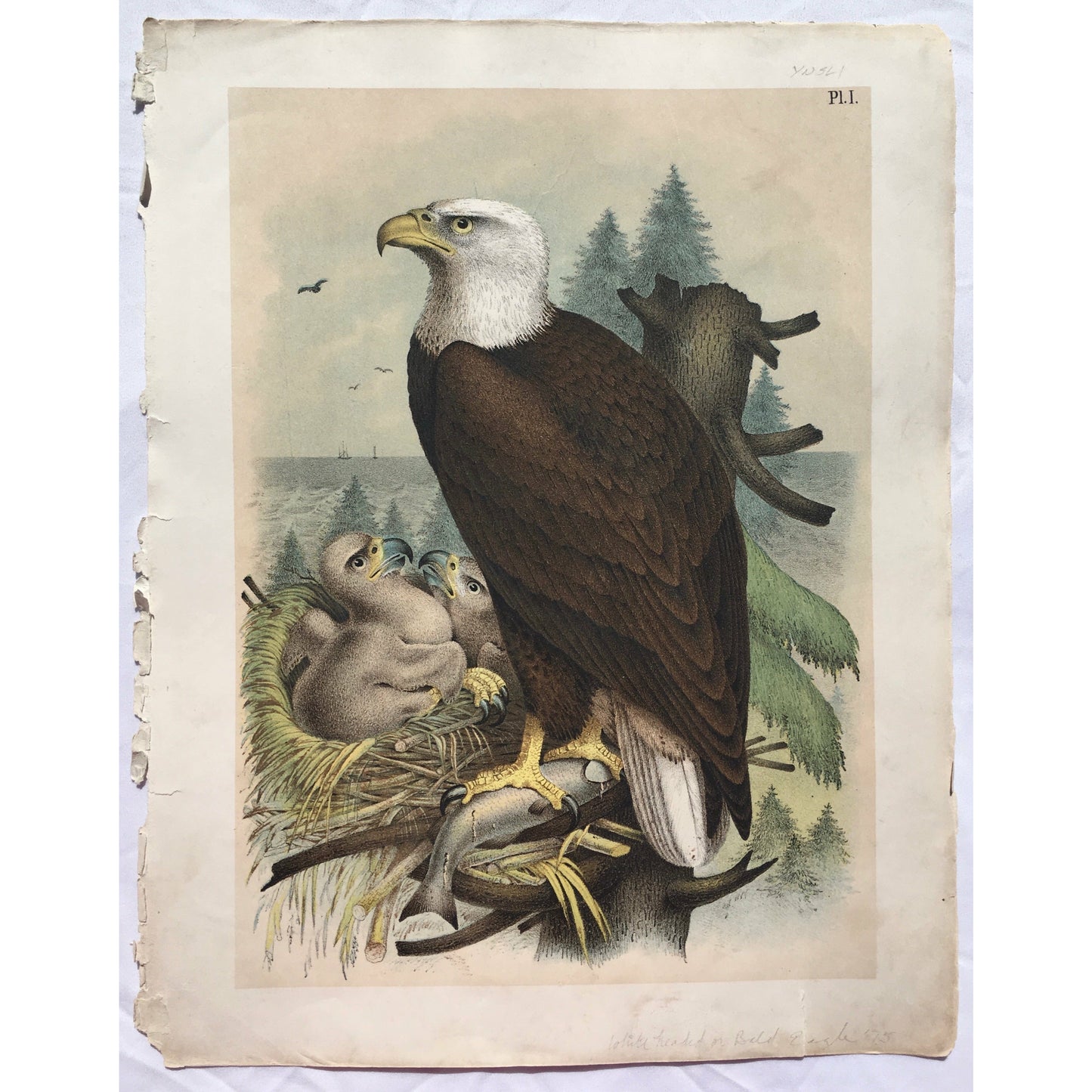 Bird, Birds, Ornithology, White headed, Bald Eagle, Haliaëtus leucocephalus, Eagle, Bird Prints, American Birds, Studer, Birds of North America, Jacob Henry Studer, 1888, antique prints, prints, antique bird prints, old bird prints, art, decor, home decor, office art, hallway art, gallery wall art, detail, design, love,