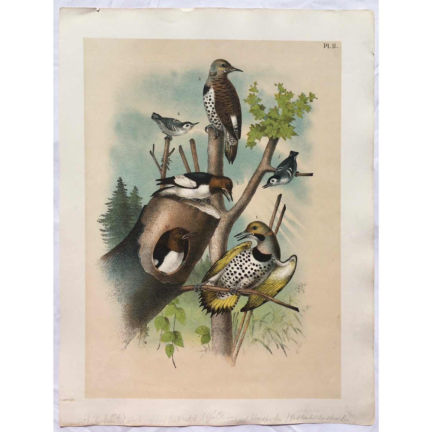 Bird, Birds, Ornithology, Gold Winged Woodpecker, Gold winged, Woodpecker, Bird Prints, American Birds, Studer, Birds of North America, Jacob Henry Studer, 1888, Bird Prints, Home decor, gallery wall art, garden room, garden, art, decor, pretty, colourful,