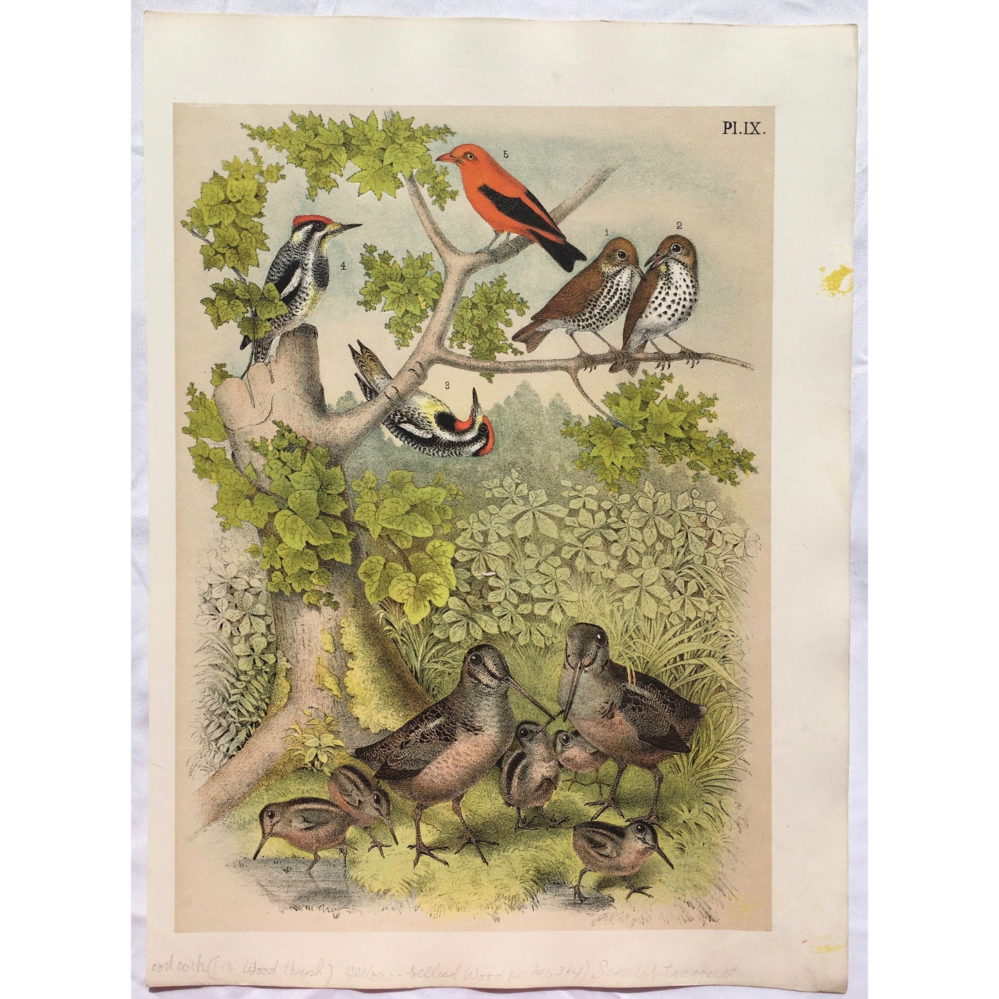 Bird, Birds, Ornithology, Wood Thrush, Wood, Thrush, Yellow bellied Woodpecker, Yellow bellied, Yellow, Woodpecker, Scarlet Tanager, Scarlet, Tanager, Woodcock, Philohela minor, Bird Prints, American Birds, Studer, Birds of North America, Jacob Henry Studer, 1888, antique prints, antique, prints, home decor, interior decor, interior design, garden room, sun room, bird prints, pretty birds, pretty, colorful, colourful, design, detail,