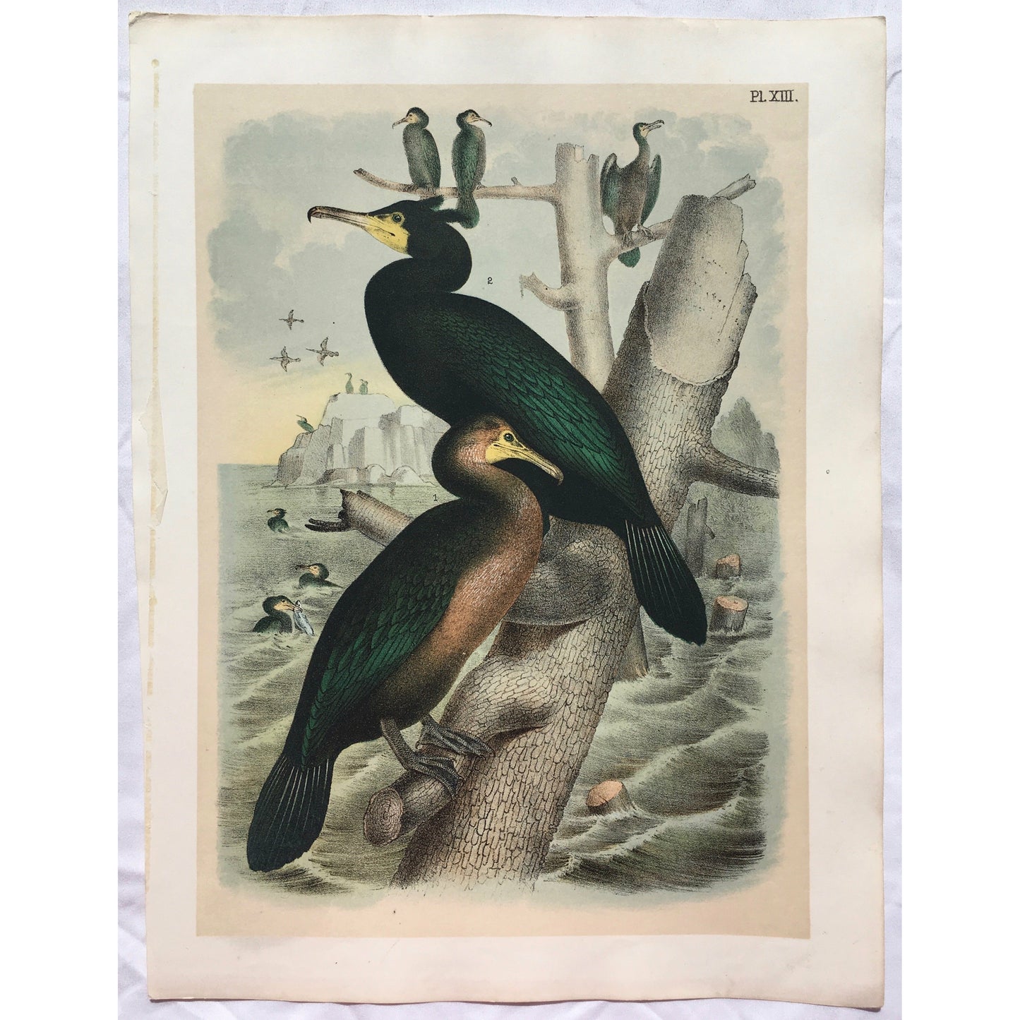 Bird, Birds, Ornithology, Townsend's Cormorant, Townsend, Cormorant, Phalacrocorax, townsendii, Bird Prints, American Birds, Studer, Birds of North America, Jacob Henry Studer, 1888, antique, prints, art, old prints, bird prints, vibratn, colorful colourful, bright, pretty, kitchen art, wall decor, home decor, interior decor, interior design, garden room art, sun room art, design, engraving,