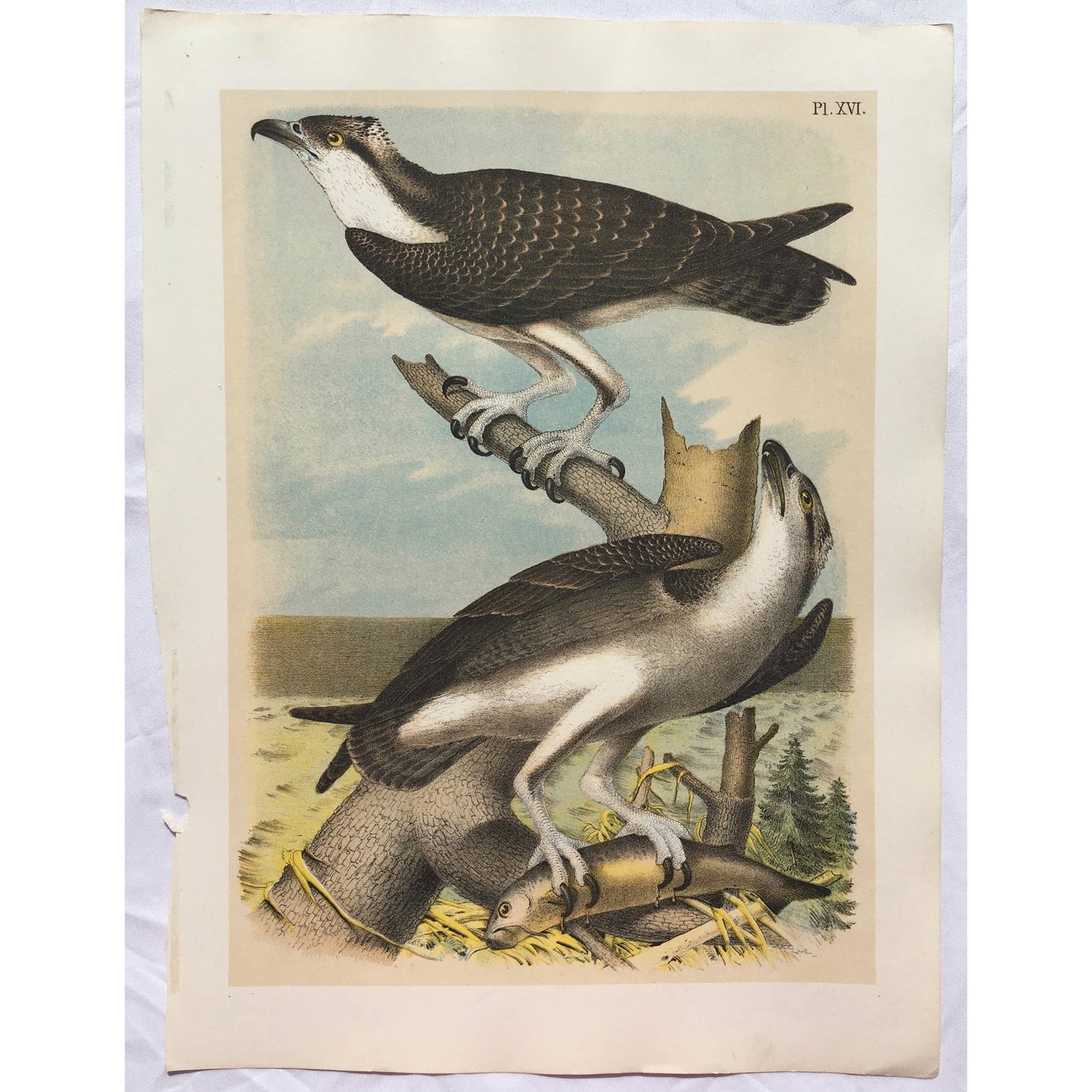 Bird, Birds, Ornithology, Fish Hawk, Fish, Hawk, Pandion haliaetus, Bird Prints, American Birds, Studer, Birds of North America, Jacob Henry Studer, 1888, antique, prints, antique prints, art, home decor, interior decor, interior design, wall art, print sets, bird prints, colorful, colourful, pretty, bold, bright, fun, wildlife, natural history,