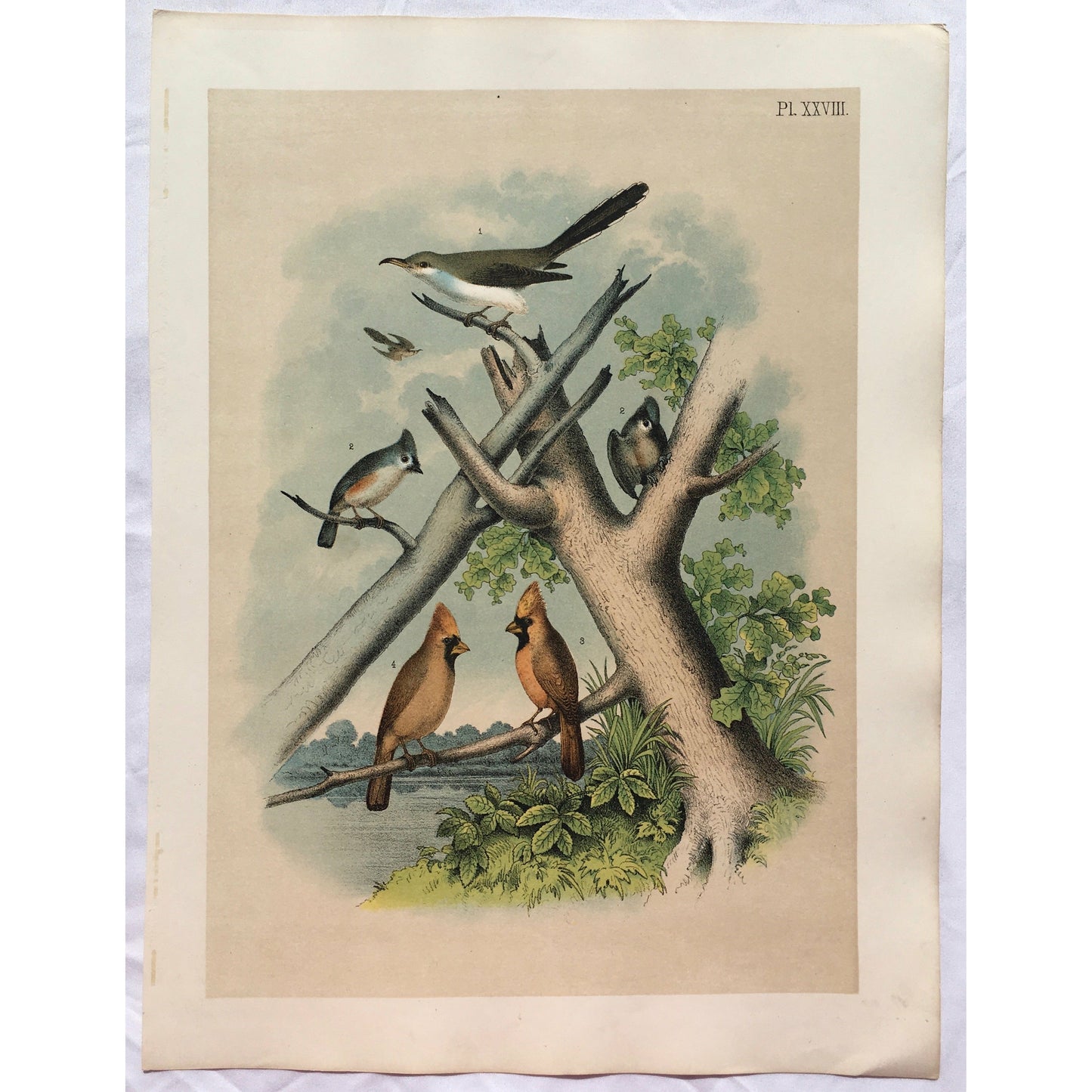 Bird, Birds, Ornithology, Yellow-Billed Cuckoo, Yellow-billed, Yellow, Cuckoo, Coccygus, Americanus, Bird Prints, American Birds, Studer, Birds of North America, Jacob Henry Studer, 1888, bright, colourful, colorful, prints, antique prints, bird prints, antiques, original, prints, decor, home decor, interior decor, wall art, wall decor, garden room art, kitchen art, kitchen prints, art, design, bold, sun room art, print set, print sets, gallery wall art, fun,