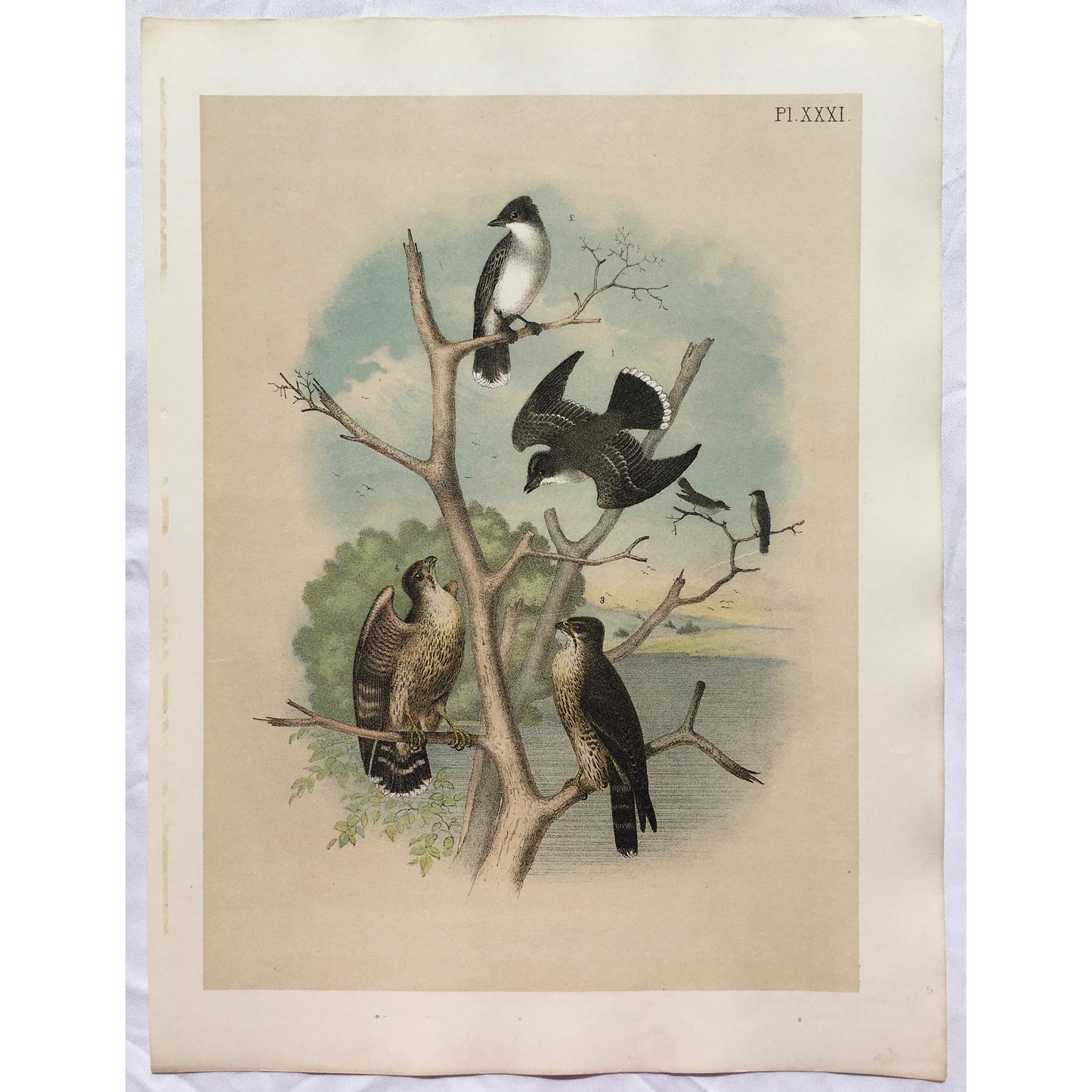 Bird, Birds, Ornithology, Kingbird, Tyrant Fly-cather, Fly-catcher, Tyrant, Tyrannus Carolinensus, Bird Prints, American Birds, Studer, Birds of North America, Jacob Henry Studer, 1888, antique prints, antique, prints, old prints, bird prints, original, fun, kitchen art, wall art, home decor, home art, kitchen art, kitchen decor, bird decor, bird prints, gallery wall art, sun room art, garden room art, design, detail,