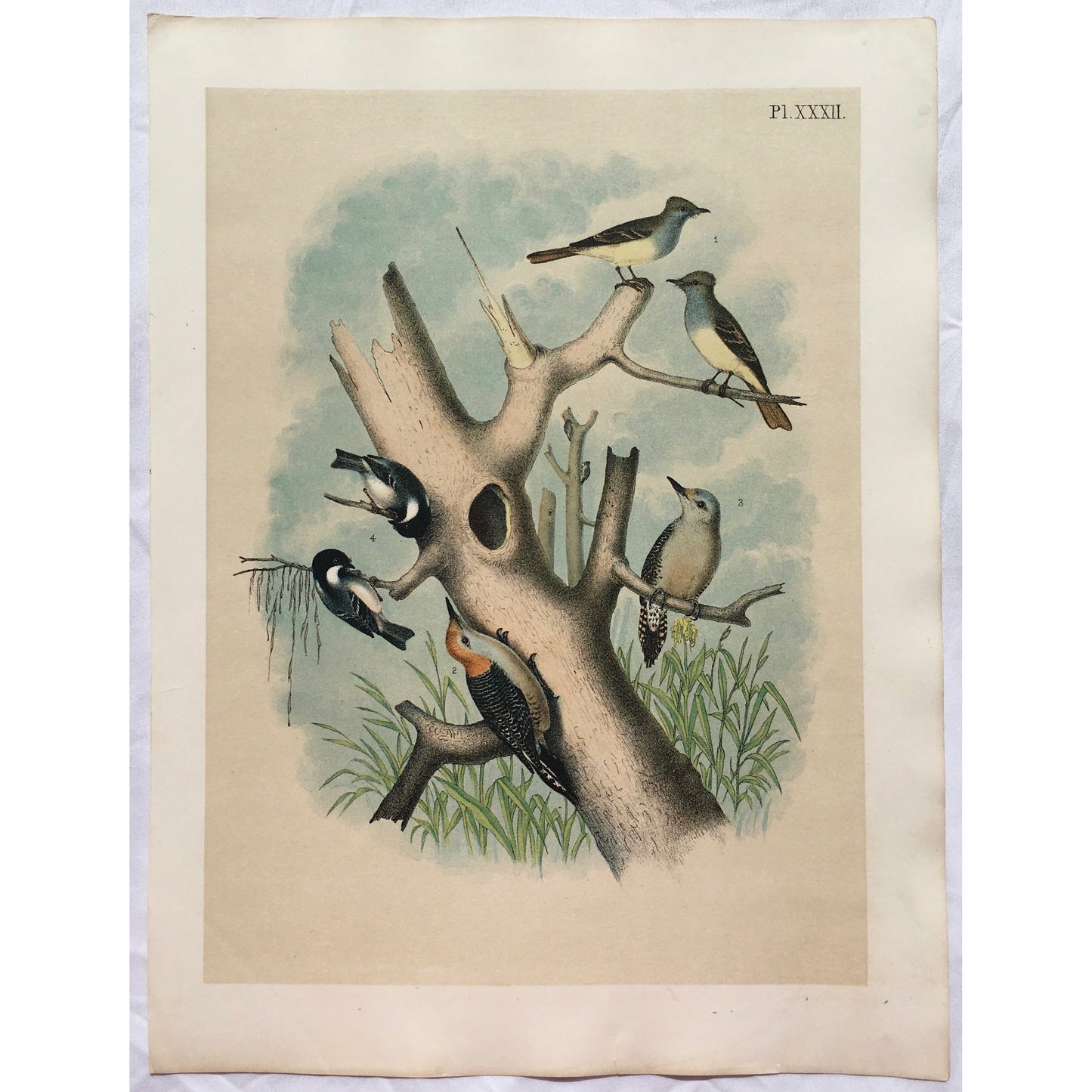 Bird, Birds, Ornithology, Great Crested Fly-catcher, Great, Crested, Fy-catcher, Myiarchus crinitus, Bird Prints, American Birds, Studer, Birds of North America, Jacob Henry Studer, 1888, antique, prints, antique prints, old prints, bird prints, bird decor, home decor, wall decor, wall art, kitchen art, kitchen decor, sun room art, office art, garden room, design, art, interior decor, interior design, colourful, colorful, art, original, unique,