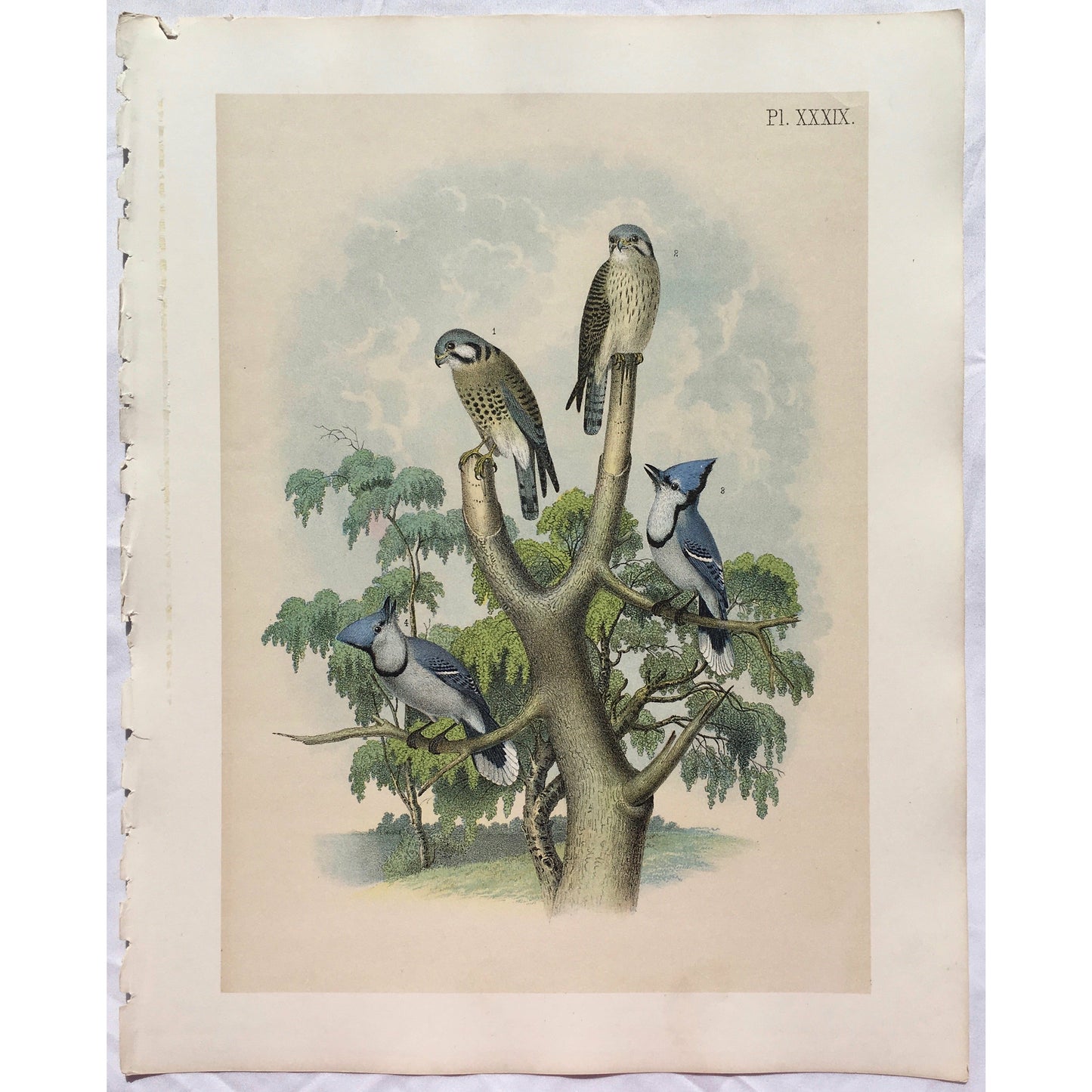 Bird, Birds, Ornithology, Sparrow Hawk, Sparrow, Hawk, Rusty-crowned Falcon, Rusty, Crowned, Falcon, Falco, sparverius, Bird Prints, American Birds, Studer, Birds of North America, Jacob Henry Studer, 1888, antique, Prints, antique prints, home decor, bird prints, print sets, wall decor, pretty colourful, blue birds, trees, gallery wall art, hallway art, kitchen art, decor, design, art, fun,