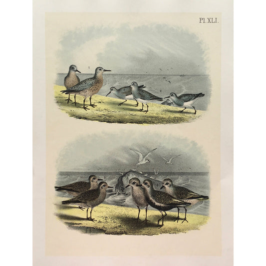 Bird, Birds, Ornithology, Red-breasted Sandpiper, Red-breasted, Red, Sandpiper, Ash-coloured, ash-colored sandpiper, Gray-Back, Robin-snipe, Know, Tringa, Canutus, Bird Prints, American Birds, Studer, Birds of North America, Jacob Henry Studer, 1888, antique prints, antique, prints, bird prints, bird art, wall art, kitchen art, kitchen decor, colourful, pretty, peaceful, engraving, original, unique, home decor, interior decor, interior design, kitchen inspiration, freedom, lovely,
