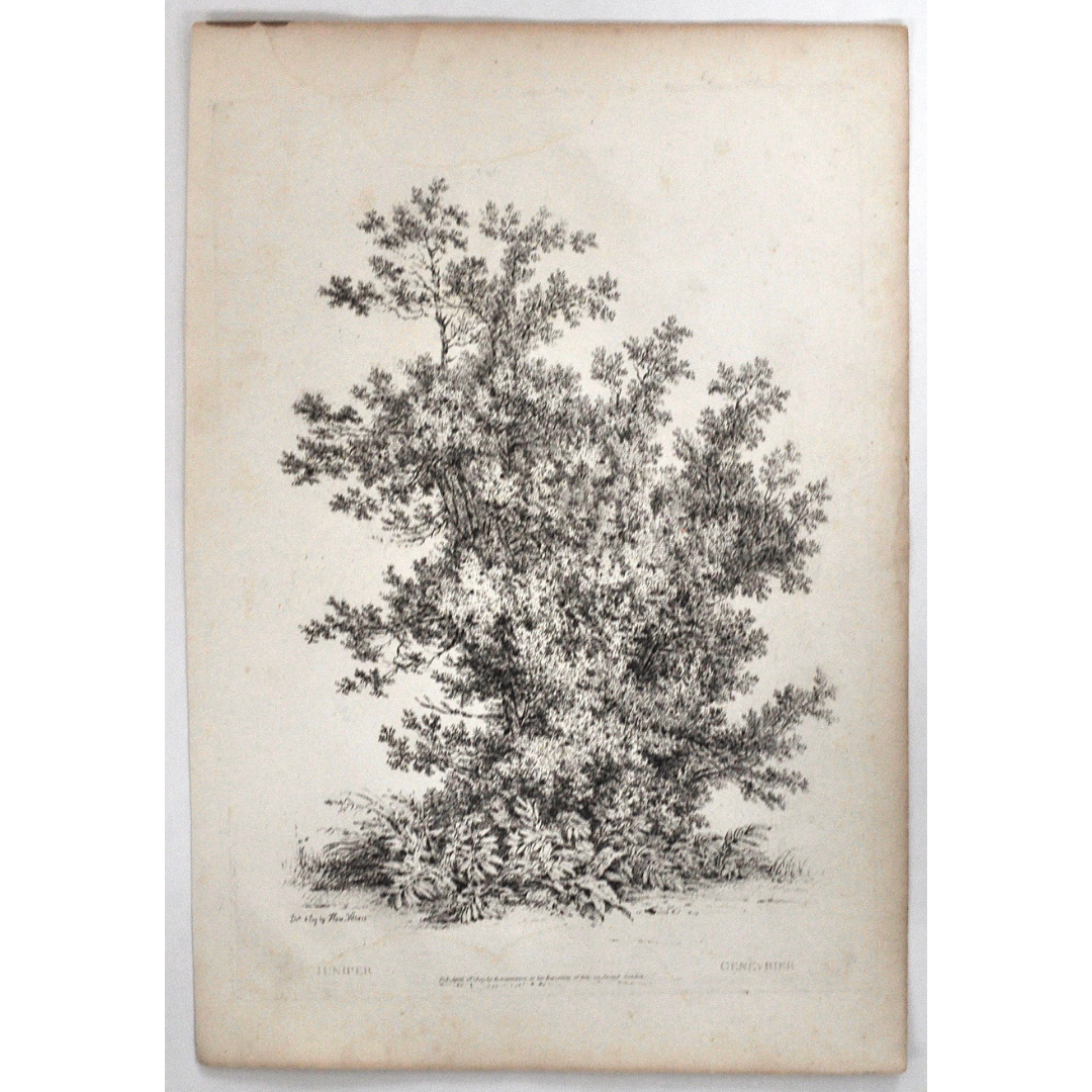 Juniper, Genèvrier, Juniper Tree, Rudiments and Characters of Trees, Rudiments, Characters of Trees, Trees, Dendrology, Xylology, Plants, Tree, Black and White, Botany, Villiers, Huet Villiers, 1806, Ackermann, R. Ackermann, Ackermann's Repository of Arts, plant classifications, tree classifications, tree prints, botanical prints, home decoration, wall decoration, wall art, artwork, for sale, Victoria Cooper Antique Prints, old prints, pretty