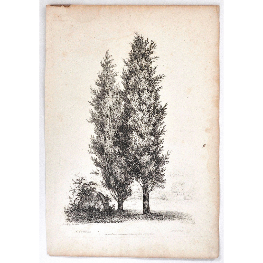 Cypress, Cypres, Cypress Tree, Rudiments and Characters of Trees, Rudiments, Characters of Trees, Trees, Dendrology, Xylology, Plants, Tree, Black and White, Botany, Villiers, Huet Villiers, 1806, Ackermann, R. Ackermann, Ackermann's Repository of Arts, plant classifications, tree classifications, tree prints, botanical prints, for sale, Victoria Cooper Antique Prints, home decorating, interior decor, wall art, artwork, gallery wall, print set