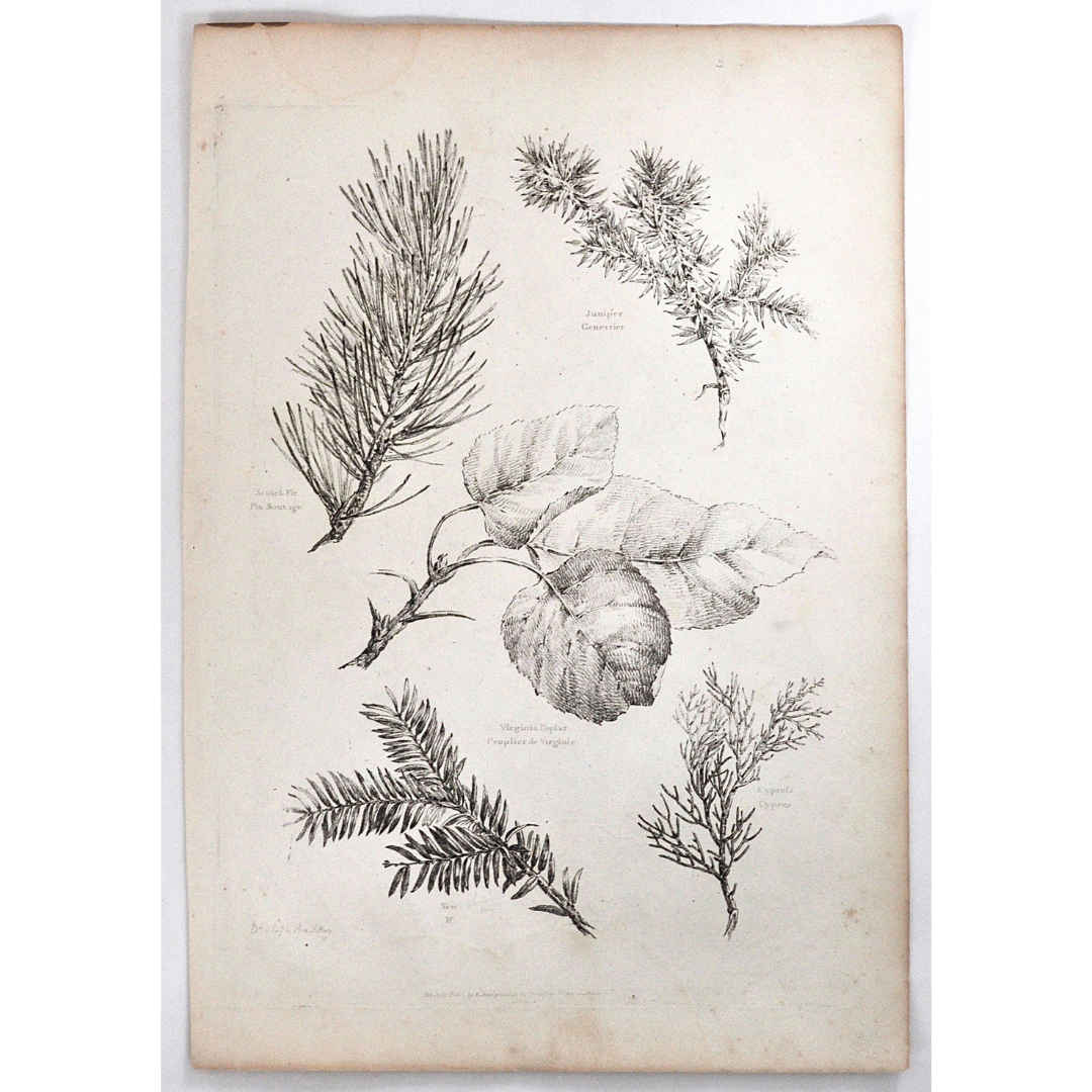 Juniper - Genevrier. Scotch Fir - Pin Sauvage. Virginia Poplar - Peuplier de Virginie. Yew - If. Cypress - Cypres.