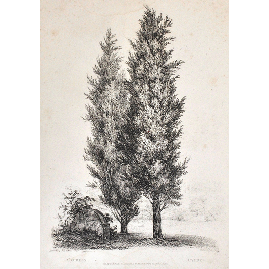 Cypress, Cypres, Cypress Tree, Rudiments and Characters of Trees, Rudiments, Characters of Trees, Trees, Dendrology, Xylology, Plants, Tree, Black and White, Botany, Villiers, Huet Villiers, 1806, Ackermann, R. Ackermann, Ackermann's Repository of Arts, plant classifications, tree classifications, tree prints, botanical prints, for sale, Victoria Cooper Antique Prints, home decorating, interior decor, wall art, artwork, gallery wall, print set