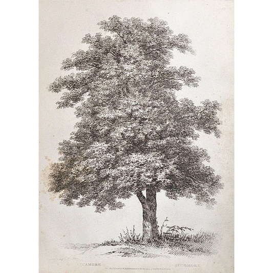 Sycamore, Sycomore, Sycamore Tree, Rudiments and Characters of Trees, Rudiments, Characters of Trees, Trees, Dendrology, Xylology, Plants, Tree, Black and White, Botany, Villiers, Huet Villiers, 1806, Ackermann, R. Ackermann, Ackermann's Repository of Arts, plant classifications, tree classifications, tree prints, botanical prints, home decor, wall decor, antique prints, artwork, for sale