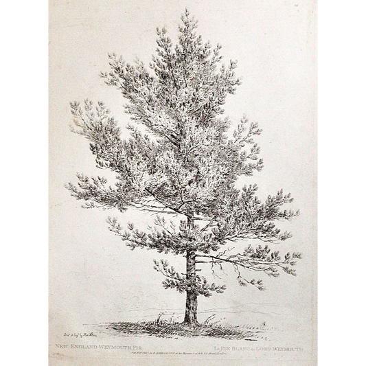 New England Weymouth Fir, Le Pin Blanc de Lord Weymouth, Weymouth, Weymouth Fir, New England, Pin Blanc, Lord Weymouth, Fir Tree, Weymouth Fir Tree, Rudiments and Characters of Trees, Rudiments, Characters of Trees, Trees, Dendrology, Xylology, Plants, Tree, Black and White, Botany, Villiers, Huet Villiers, 1806, Ackermann, R. Ackermann, Ackermann's Repository of Arts, plant classifications, tree classifications
