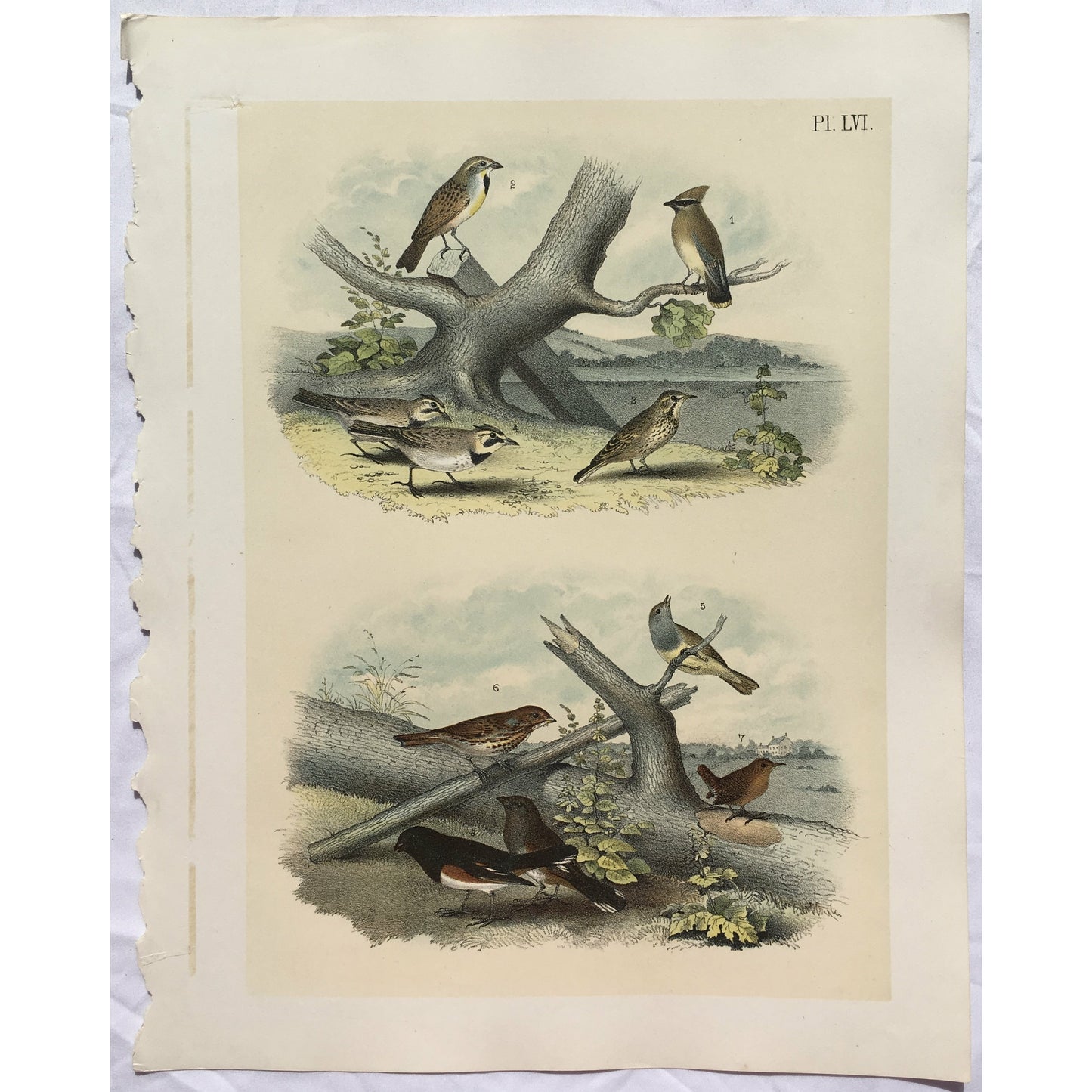 Bird, Birds, Ornithology, Cedar Bird, Ampelis cedrorum, Cedar, Ampelis, Cedrorum, Bird Prints, American Birds, Studer, Birds of North America, Jacob Henry Studer, 1888, bird prints, home decor, interior decorating, ideas, inspiration, colorful prints, colorful art, print set, gallery wall, artwork