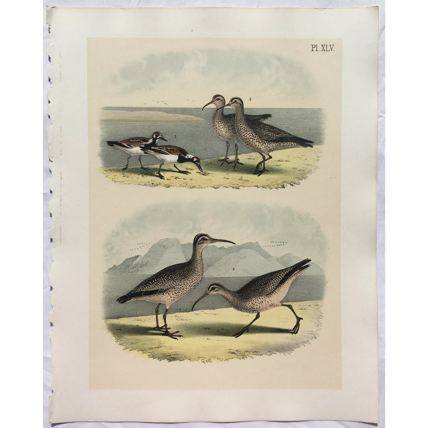 Pl. XLV. (The Turnstone. (Strepsilas interpres.)) (B7-D-123)