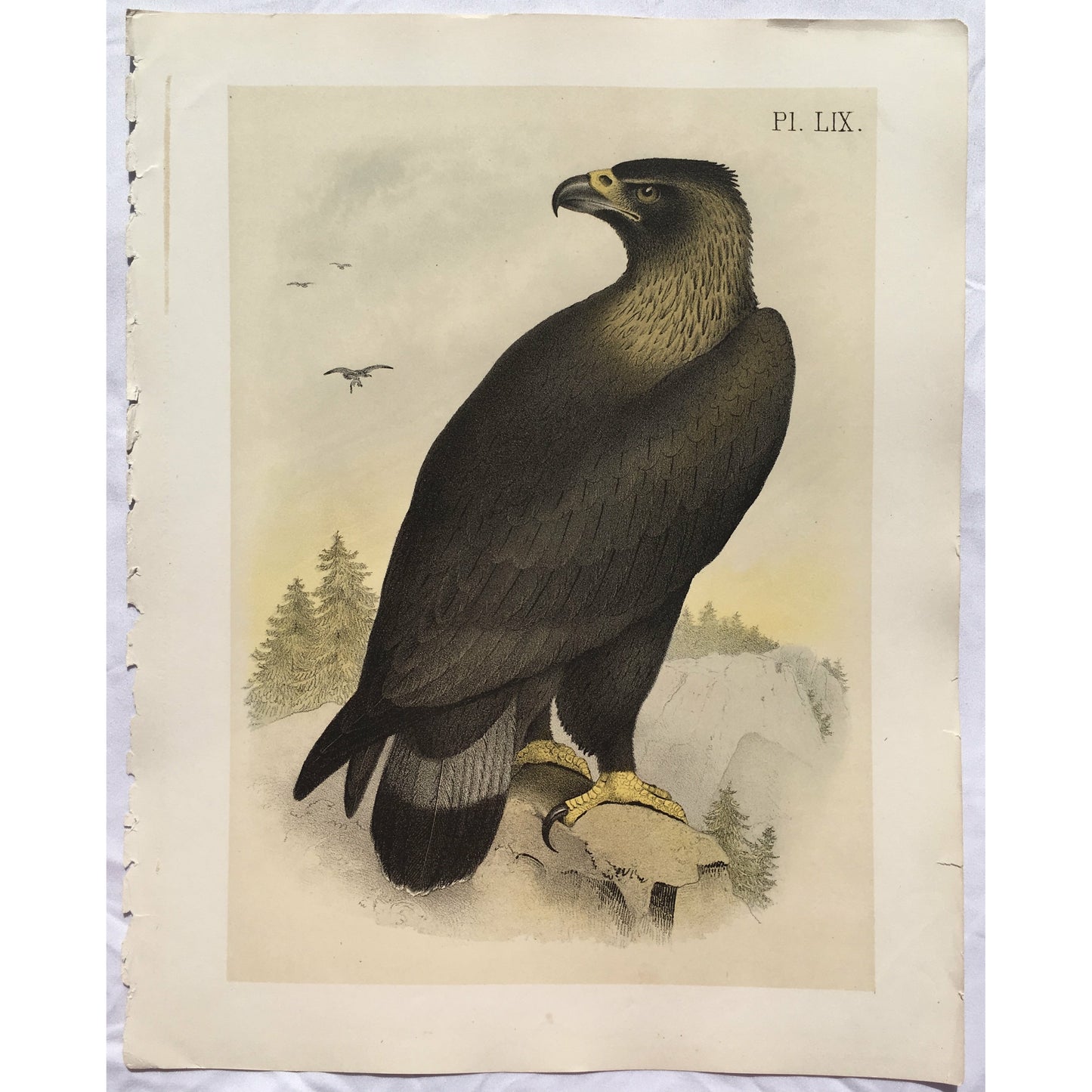 Pl. LIX. (The Golden Eagle - Ring-Tailed Eagle. (Aquila canadensis.)) (B7-D-135)