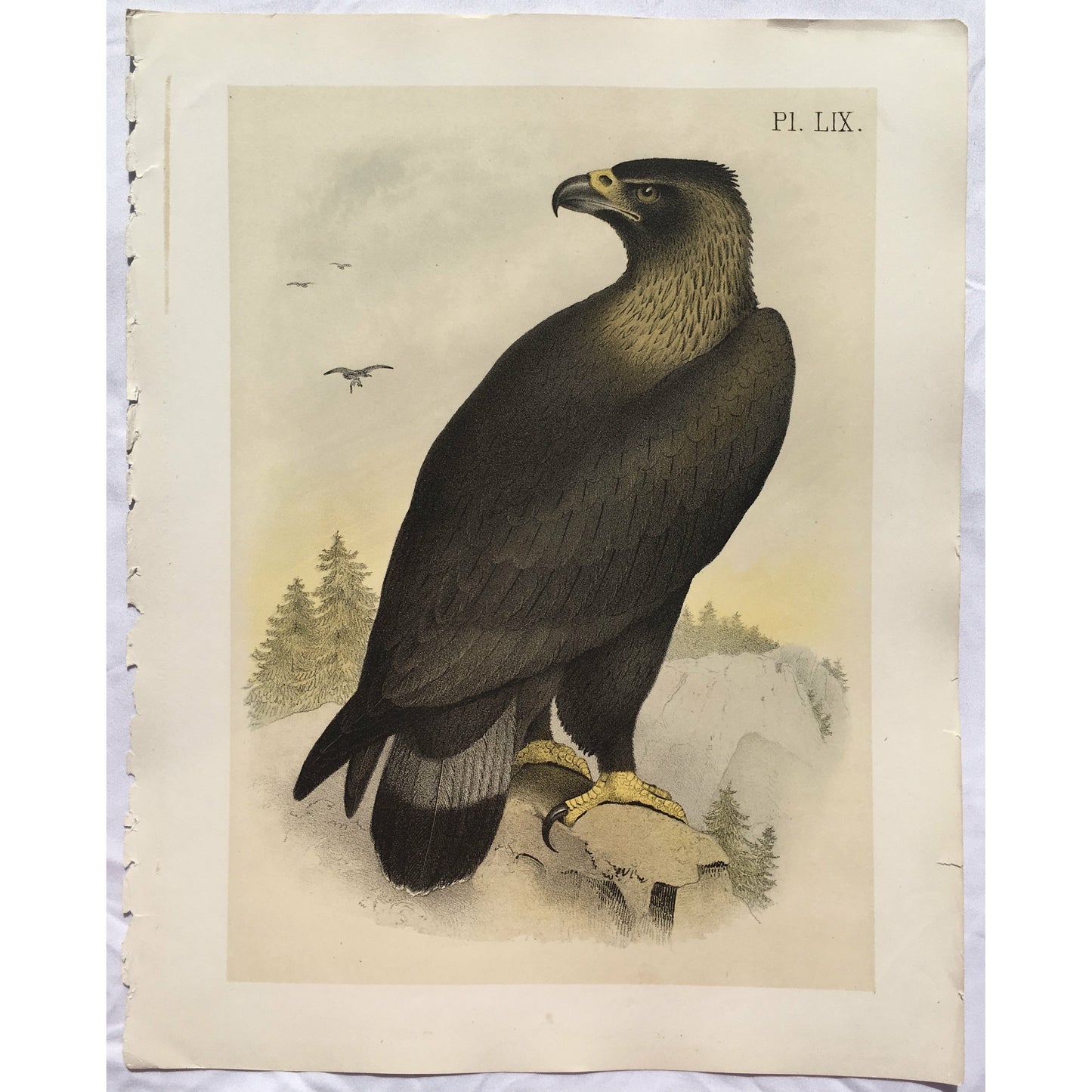 Pl. LIX. (The Golden Eagle - Ring-Tailed Eagle. (Aquila canadensis.))  (B7-D-135)
