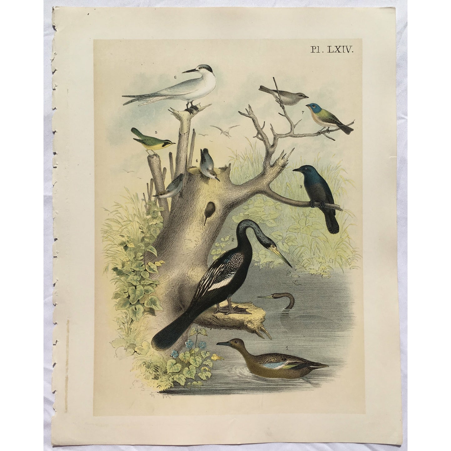 Pl. LXIV. (Cinnamon Teal - Red-Breasted Teal. (Querquedula cyanoptera.)) (B7-D-139)