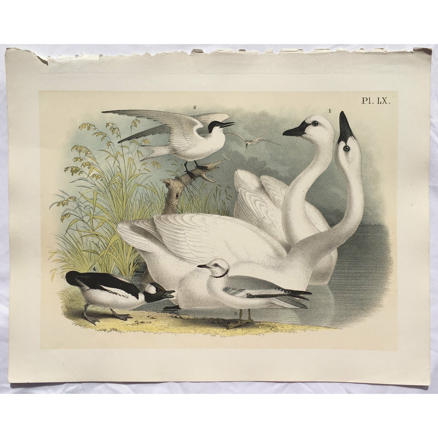 victoria cooper antique prints