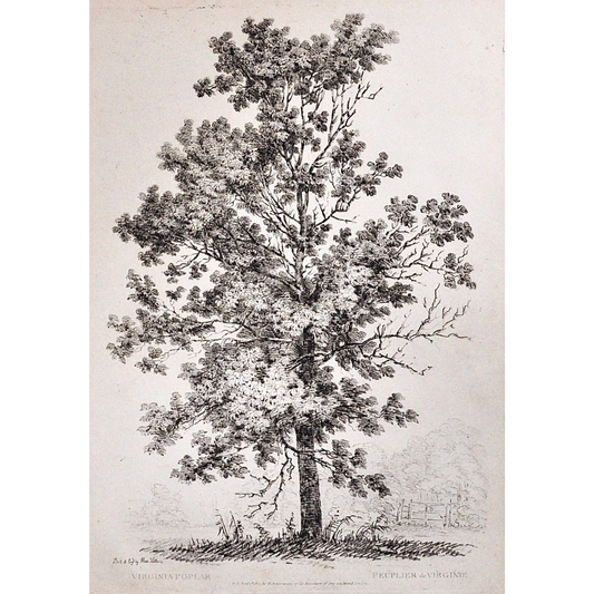 Virginia Poplar, Peuplier de Virginie, Virginia Poplar Tree, Rudiments and Characters of Trees, Rudiments, Characters of Trees, Trees, Dendrology, Xylology, Plants, Tree, Black and White, Botany, Villiers, Huet Villiers, 1806, Ackermann, R. Ackermann, Ackermann's Repository of Arts, plant classifications, tree classifications, tree prints, wall art, home decoration, artwork, for sale, prints