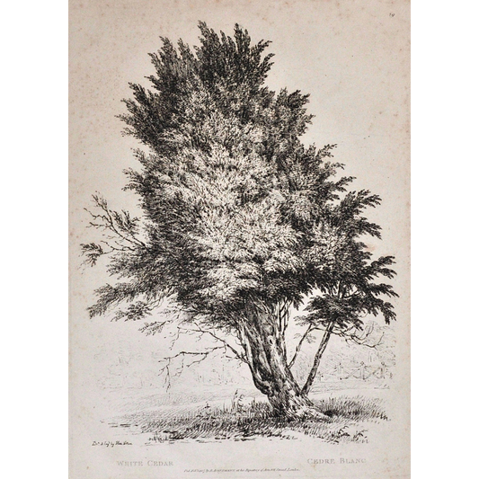 White Cedar, Cedre Blanc, White Cedar Tree, Rudiments and Characters of Trees, Rudiments, Characters of Trees, Trees, Dendrology, Xylology, Plants, Tree, Black and White, Botany, Villiers, Huet Villiers, 1806, Ackermann, R. Ackermann, Ackermann's Repository of Arts, plant classifications, tree classifications, tree prints, home decor, wall art, artwork, for sale, original, antique prints