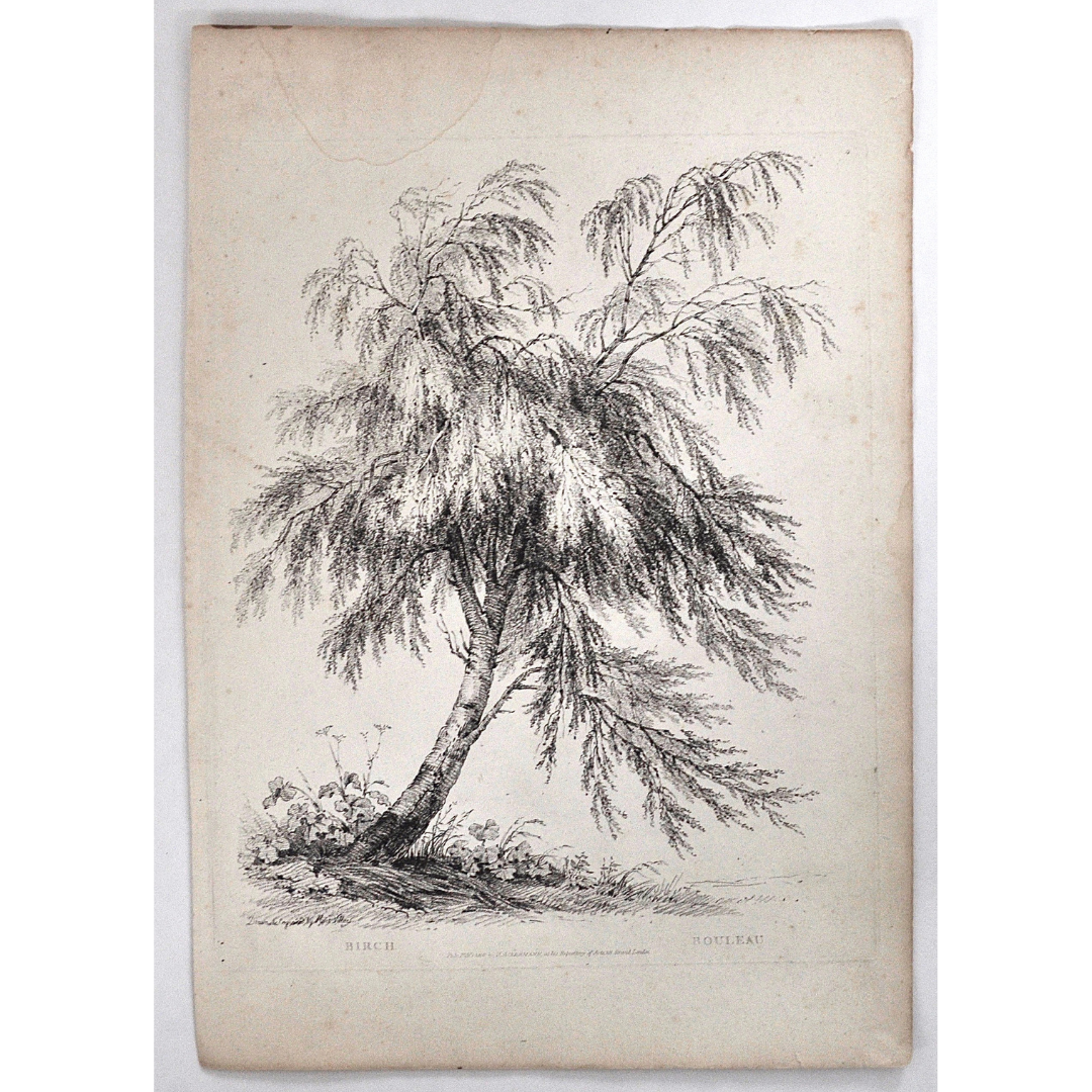 Birch, Bouleau, Birch Tree, Rudiments and Characters of Trees, Rudiments, Characters of Trees, Trees, Dendrology, Xylology, Plants, Tree, Black and White, Botany, Villiers, Huet Villiers, 1806, Ackermann, R. Ackermann, Ackermann's Repository of Arts, plant classifications, tree classifications, print set, tree prints, old prints, antique prints, home decor, wall decoration, wall decor, wall art, artwork, for sale, design, engraving