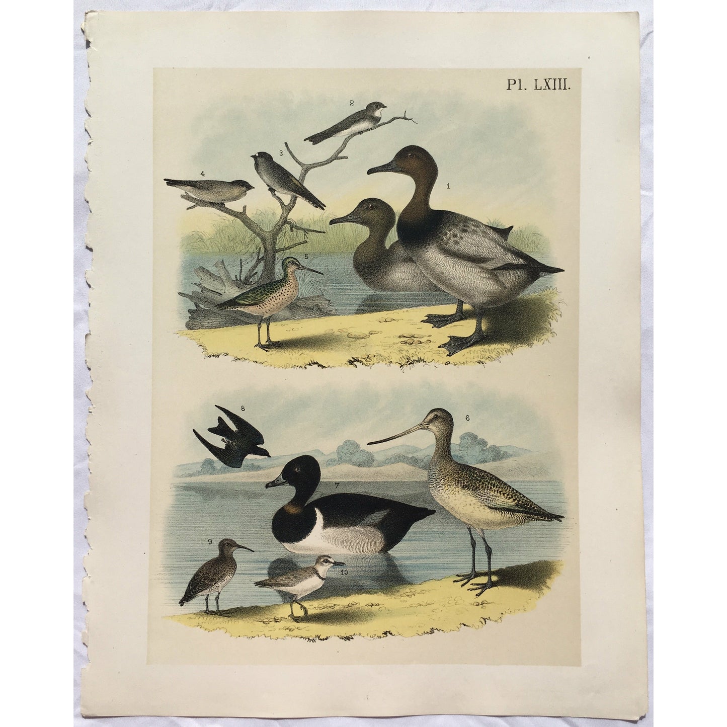 Bird, Birds, Ornithology, Canvas-Back Duck, Fuligula vallisneria, Canvas-Back, Duck, Ducks, Duck prints, Fuligula, Vallisneria, Bird Prints, American Birds, Studer, Birds of North America, Jacob Henry Studer, 1888, bird prints, bird illustration, bird art, natural history, nautral history illustration, home decorating, wall decor, wall art, print set, bird decor, interior design, colorful art, traditional art, classic look, artwork, for sale