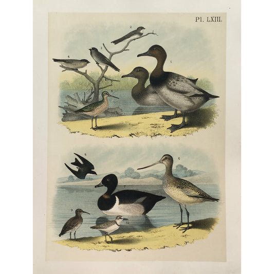  Bird, Birds, Ornithology, Canvas-Back Duck, Fuligula vallisneria, Canvas-Back, Duck, Ducks, Duck prints, Fuligula, Vallisneria, Bird Prints, American Birds, Studer, Birds of North America, Jacob Henry Studer, 1888, bird prints, bird illustration, bird art, natural history, nautral history illustration, home decorating, wall decor, wall art, print set, bird decor, interior design, colorful art, traditional art, classic look, artwork, for sale