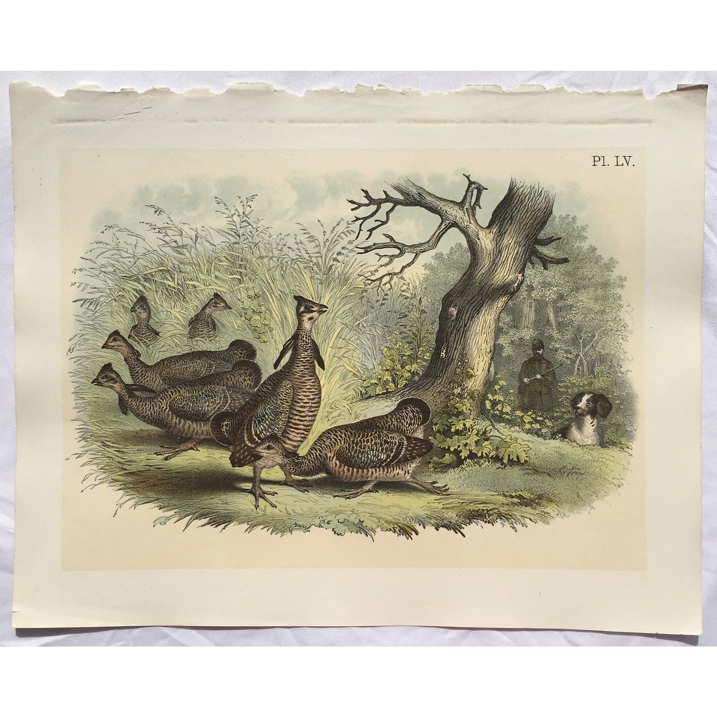 Bird, Birds, Ornithology, Pinnated Grouse, Prairie Hen, Cupidonia cupido, Pinnated, Grouse, Cupidonia, Cupido, Bird Prints, American Birds, Studer, Birds of North America, Jacob Henry Studer, 1888, bird prints, old prints, print sets, original, home decorating, interior design, design ideas, wildlife, nautral history, wall decor, wall art, office art, hallway art, traditional decor, tradtional, art, artwork, gallery wall, for sale, hunting, hunting dog,