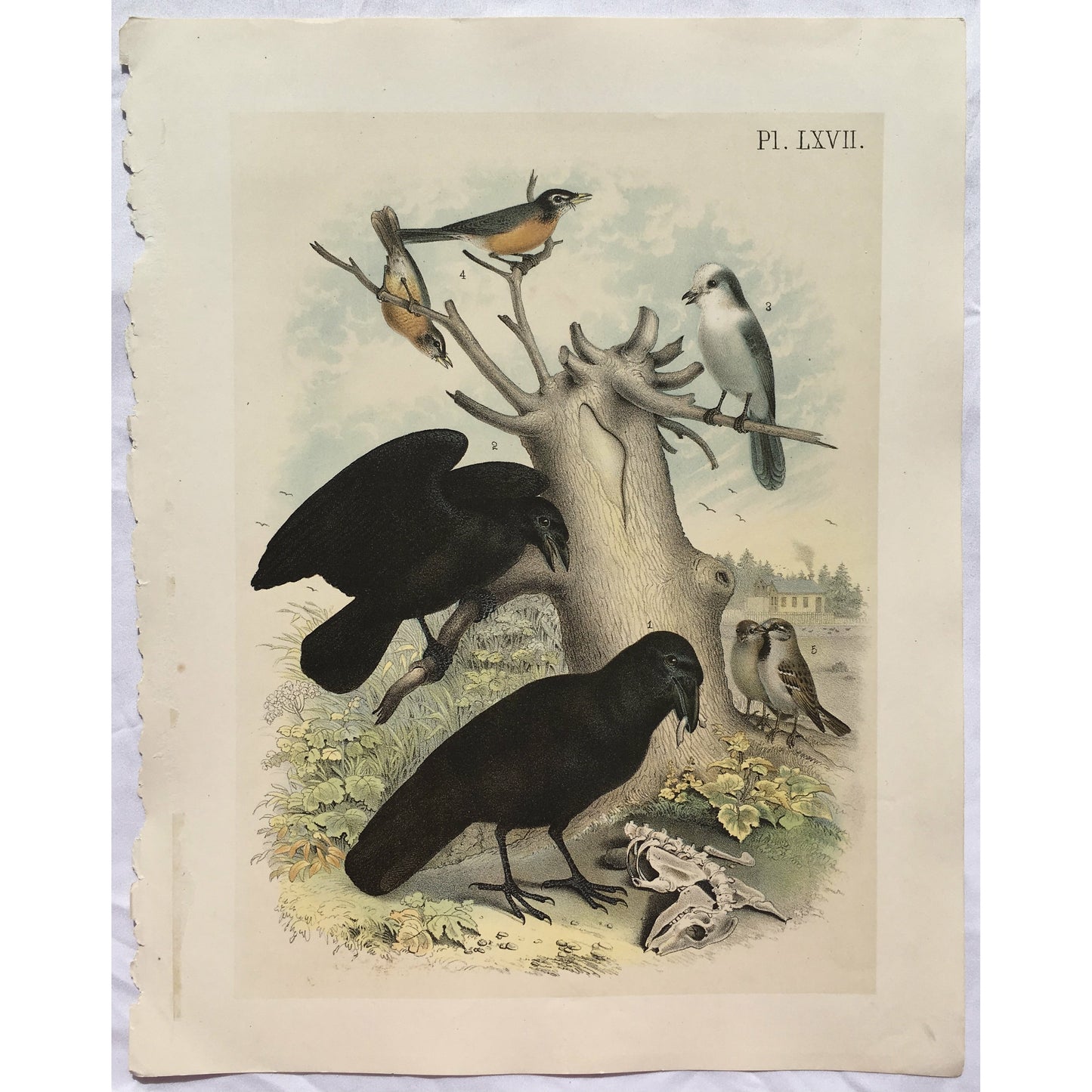 Bird, Birds, Ornithology, The Raven, Corvus corax, Raven, Ravens, Corvus, corax, Bird Prints, American Birds, Studer, Birds of North America, Jacob Henry Studer, 1888, bird art, bird prints, black birds, bird illustration, bird watching, interior decor, interior desing ideas, gallery wall inspiration, print sets, for sale, artwork, original, old prints, classic decor, traditional style, design, wall decor, artwork for sale,