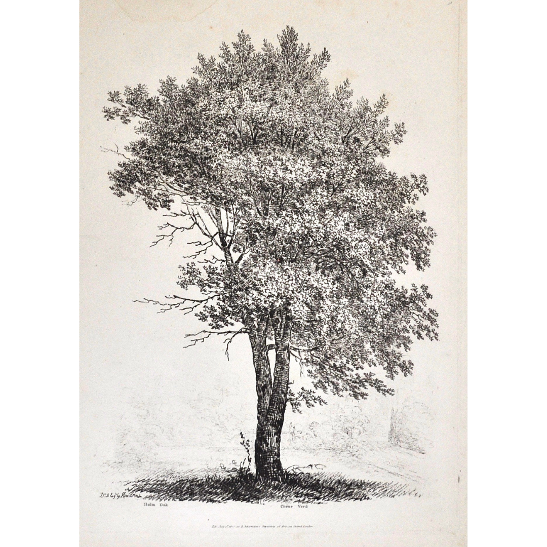 Holm Oak. Chêne Verd.