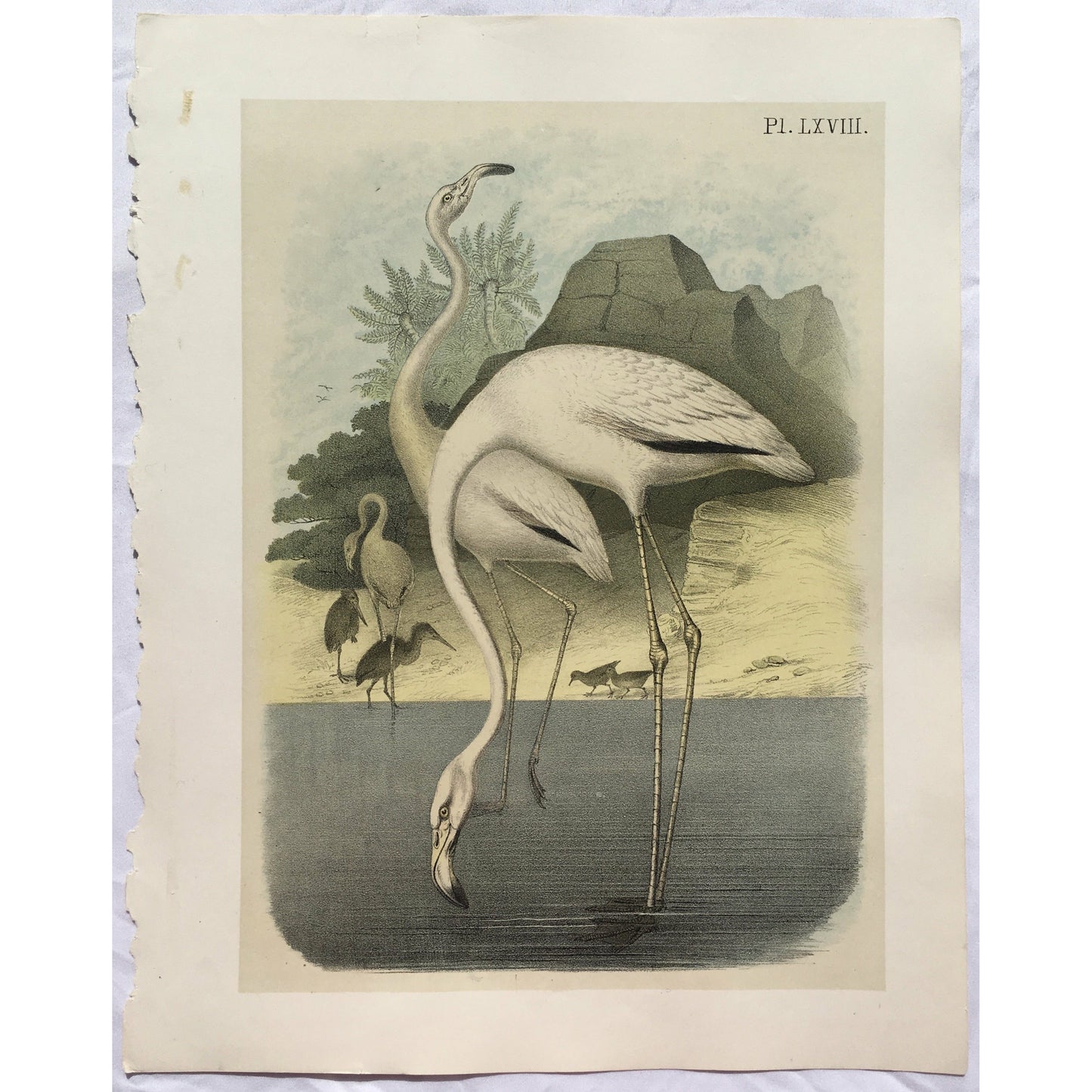 Bird, Birds, Ornithology, Red and White-Shouldered Blackbird, Three-Colored Tropia, Ageloeus tricolor, Red-Shouldered, White-Shouldered, Blackbird, Three-Colored, Tropia, Ageloeus, tricolor, Bird Prints, American Birds, Studer, Birds of North America, Jacob Henry Studer, 1888, bird prints, old prints, interior decor, inspiration, white birds, southern charm, southern decor, colorful, simple, traditional, classic, style, design, engraving, Victoria Cooper Antique Prints