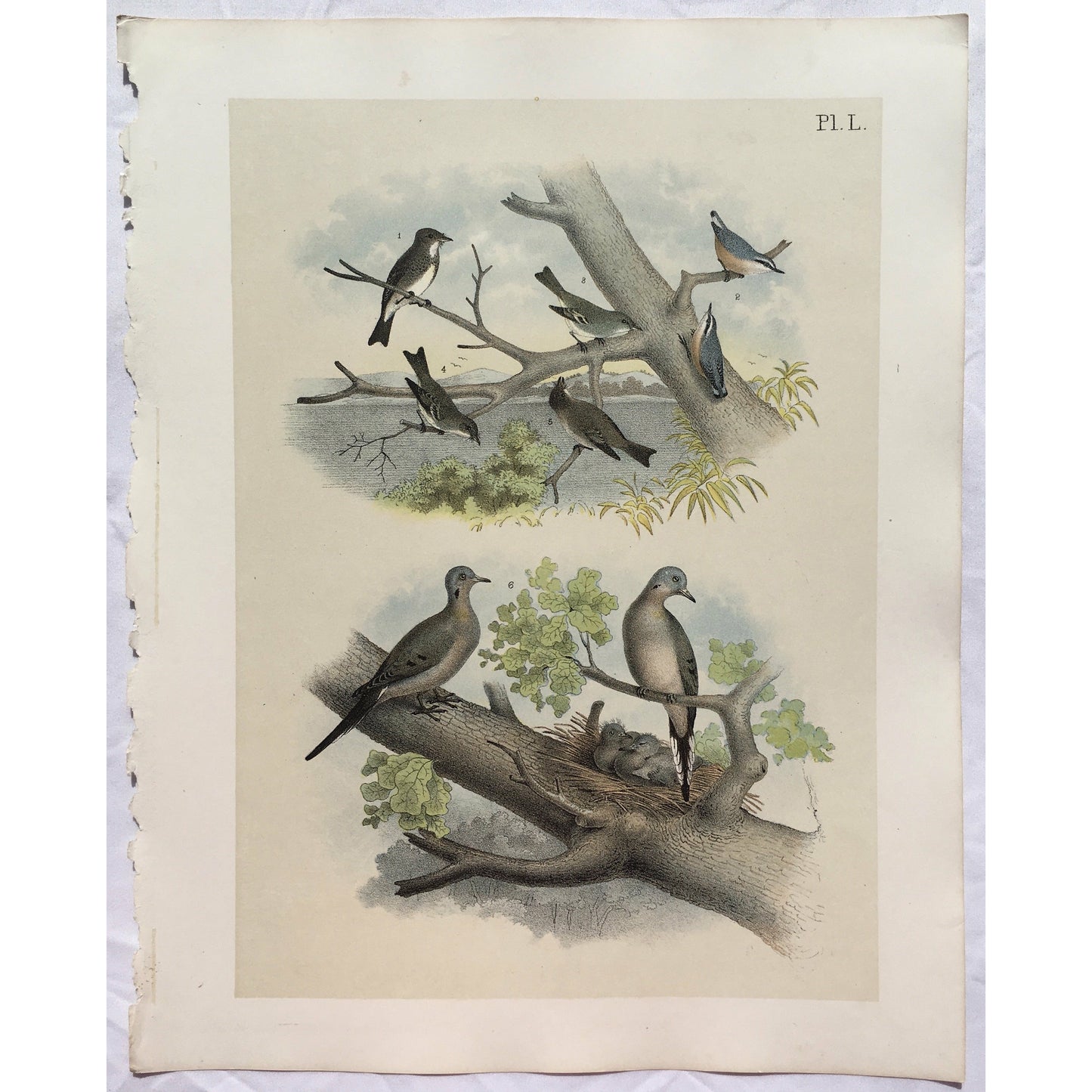 Bird, Birds, Ornithology, Olive-sided Flycatcher, Olive-sided, Flycatcher, Fly-catcher, Contopus, Borealis, Bird Prints, American Birds, Studer, Birds of North America, Jacob Henry Studer, 1888, bird prints, home decor, interior decor, wall decor, interior design, ideas, playful, fun, colorful, original prints, old prints, kitchen decor, kitchen art, powder room decor, poder room art, traditional decor, traditional artwork, design, detail, inspiration,