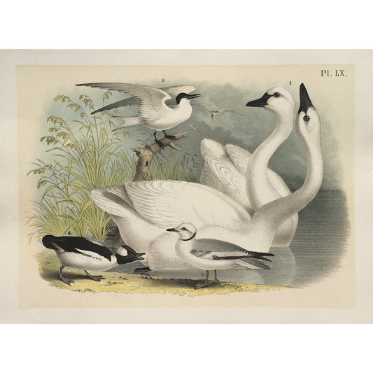 Bird, Birds, Ornithology, Merican Swan, Mexican, Whistling Swan, Whistling, Swan, Cygnus americanus, Cygnus, Americanus, American Swan, Bird Prints, American Birds, Studer, Birds of North America, Jacob Henry Studer, 1888, bird prints, bird decor, bird art, home decoration, wall decorating, wall art, design, white birds, graceful, art, traditional decor, gallery wall, inspiration, living room decor, powder room art, idea, old prints, victoria cooper antique prints, for sale