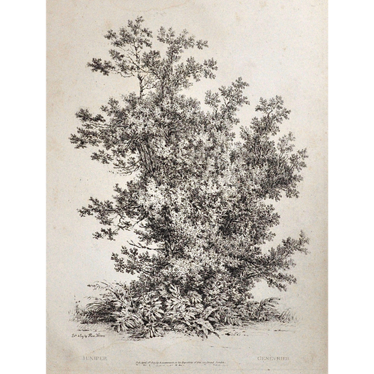 Juniper, Genèvrier, Juniper Tree, Rudiments and Characters of Trees, Rudiments, Characters of Trees, Trees, Dendrology, Xylology, Plants, Tree, Black and White, Botany, Villiers, Huet Villiers, 1806, Ackermann, R. Ackermann, Ackermann's Repository of Arts, plant classifications, tree classifications, tree prints, botanical prints, home decoration, wall decoration, wall art, artwork, for sale, Victoria Cooper Antique Prints, old prints, pretty