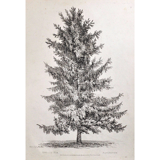 Spruce Fir, Sapinette, Spruce Tree, Spruce Fir Tree, Rudiments and Characters of Trees, Rudiments, Characters of Trees, Trees, Dendrology, Xylology, Plants, Tree, Black and White, Botany, Villiers, Huet Villiers, 1806, Ackermann, R. Ackermann, Ackermann's Repository of Arts, plant classifications, tree classifications, tree prints, botanical prints, black and white prints, antique prints, home decor, wall art, antique