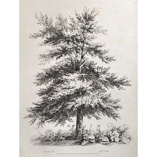 Beech, Hêtre, Beech Tree, Rudiments and Characters of Trees, Rudiments, Characters of Trees, Trees, Dendrology, Xylology, Plants, Tree, Black and White, Botany, Villiers, Huet Villiers, 1806, Ackermann, R. Ackermann, Ackermann's Repository of Arts, plant classifications, tree classifications, tree prints, antique prints, old prints, for sale, gallery wall, print set, prints of trees, black and white prints, artwork, home decor, wall decor,