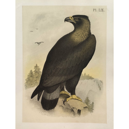 Pl. LIX. (The Golden Eagle - Ring-Tailed Eagle. (Aquila canadensis.))  (B7-D-135)